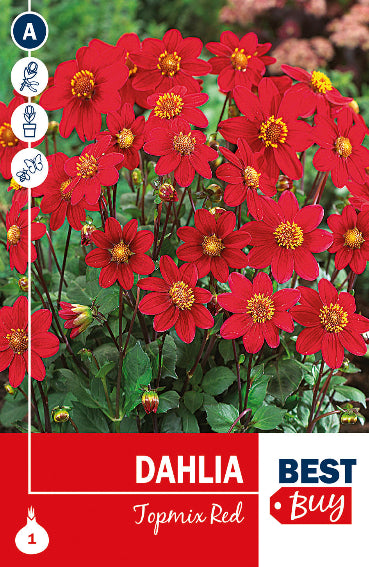 Dahlia Topmix Red