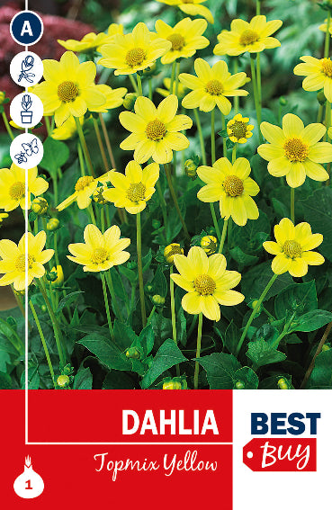 Dahlia Topmix Yellow