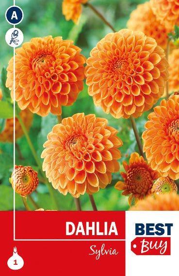 Dahlia Pompon/Ball Sylvia