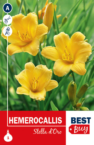 Hemerocallis Stella d'Oro