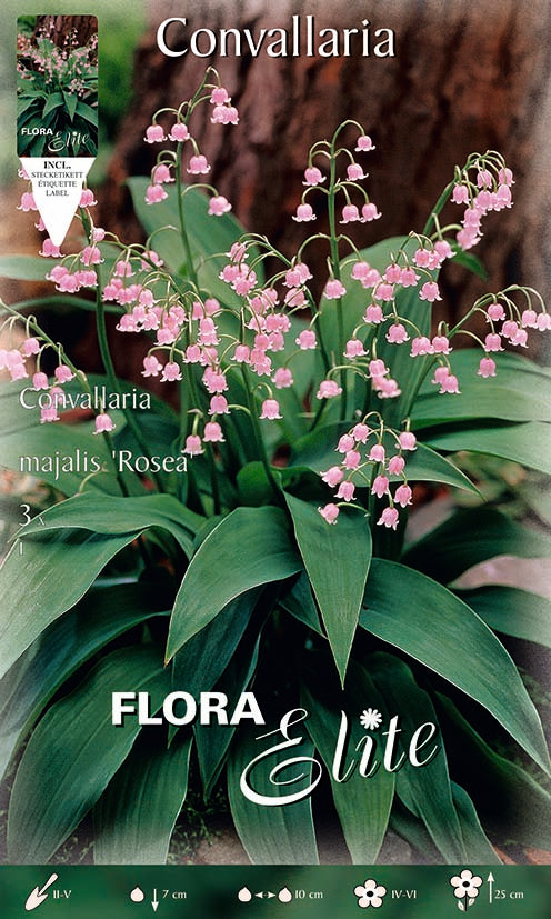 Lilies of the valley (convallaria majalis)