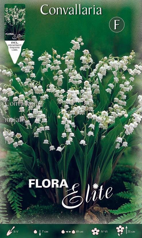 Lilies of the valley (convallaria majalis)