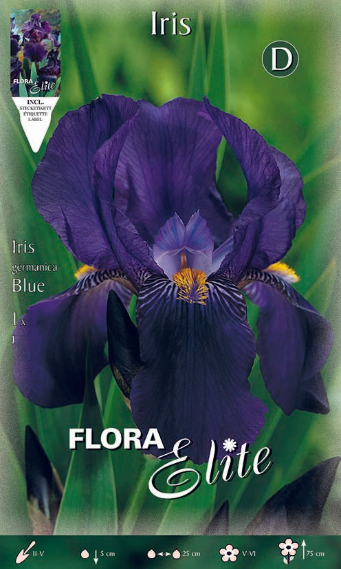 Iris Germanica Blu