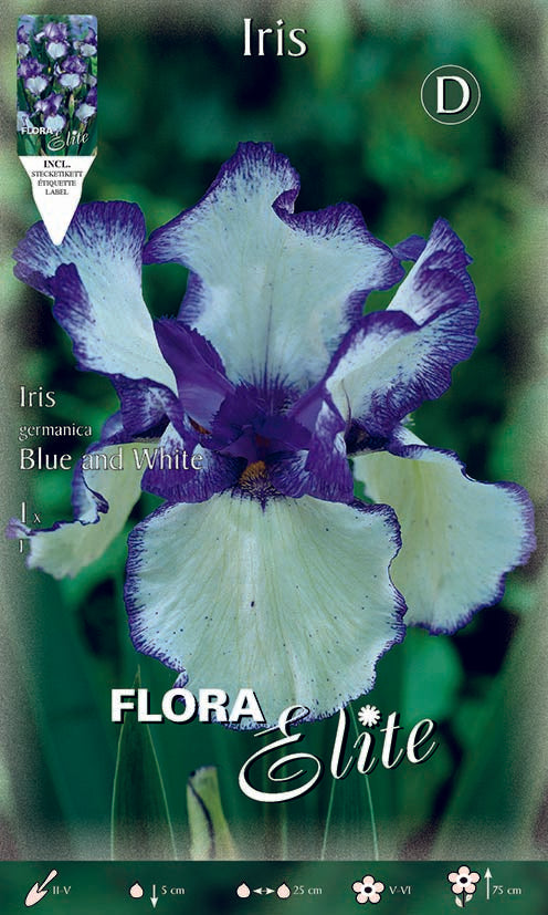 Iris Germanica Blu e Bianco