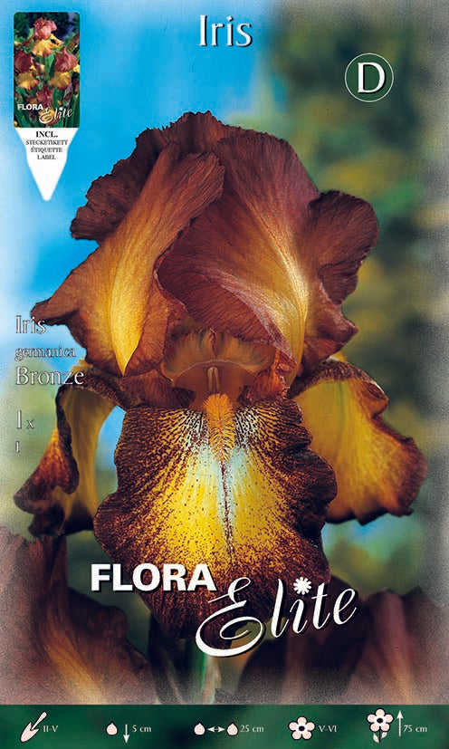 Iris Germanica Giallo e Marrone