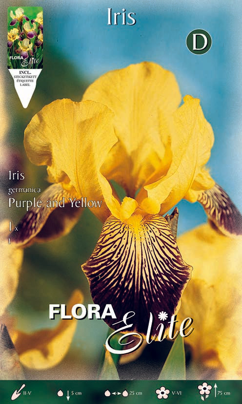 Iris Germanica Viola e Giallo