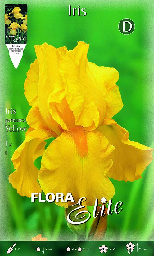 Iris Germanica Giallo