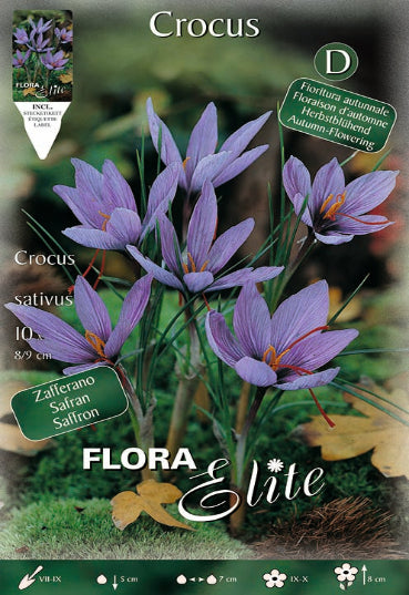 Crocus Zafferano