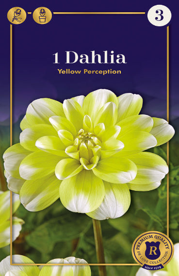 Cromos di Fiore di Dahlia di colore giallo e bianco con uno sfondo blu scuro