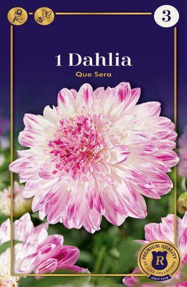 Cromos che raffigura in primo piano una dahlia di colore bianca e rosa con uno sfondo blu scuro