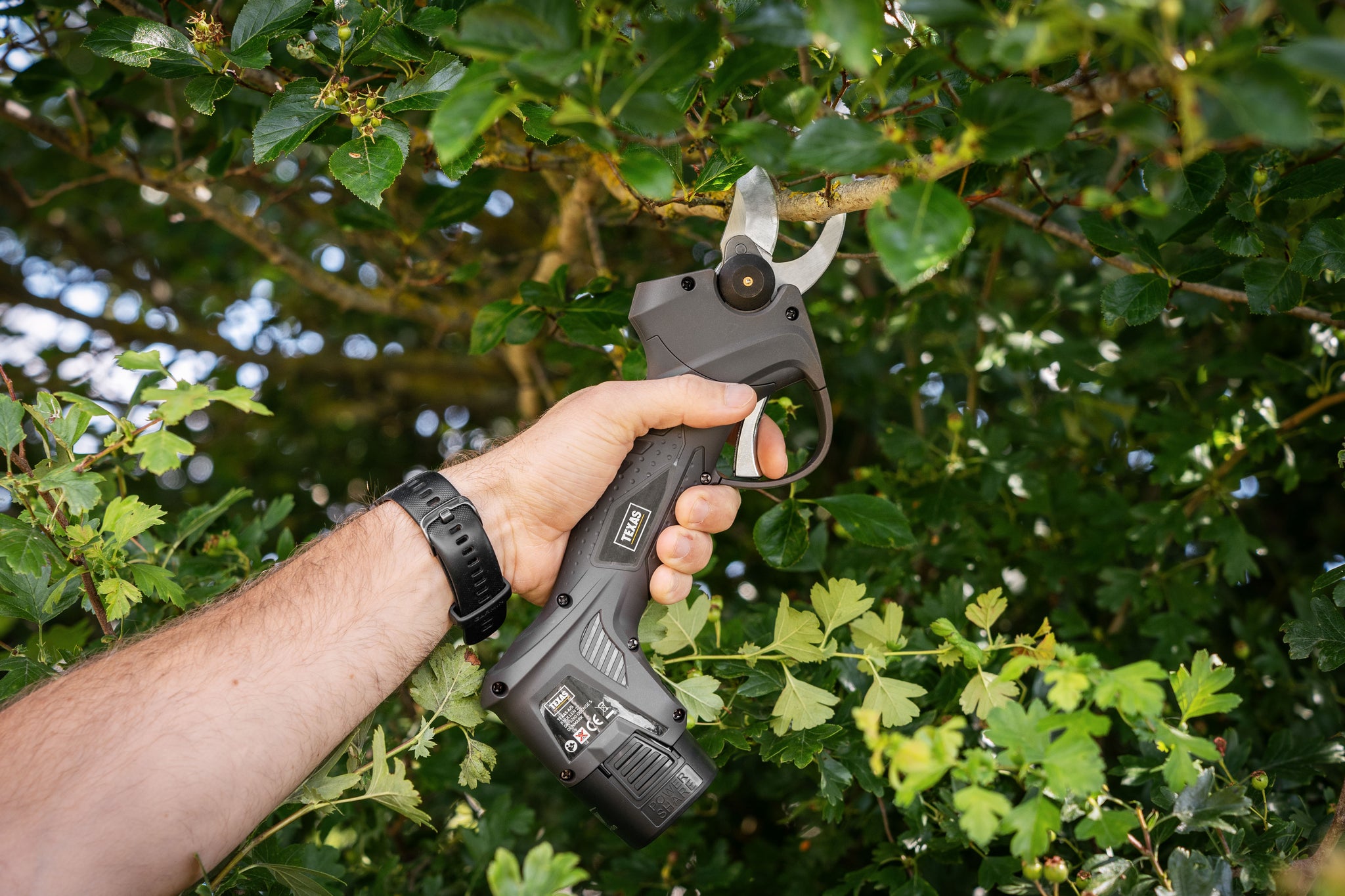 Bonsai Oasis E Forbici A Tenaglia 15,5 Cm - Foto 3