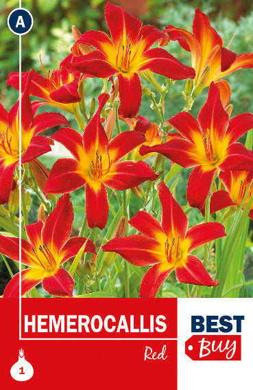 Hemerocallis Red