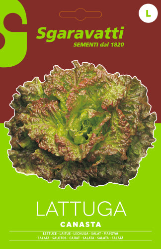Canasta lettuce