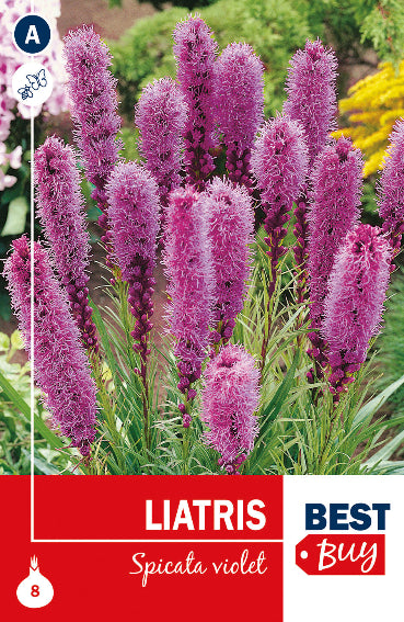 Liatris Spicata Porpora