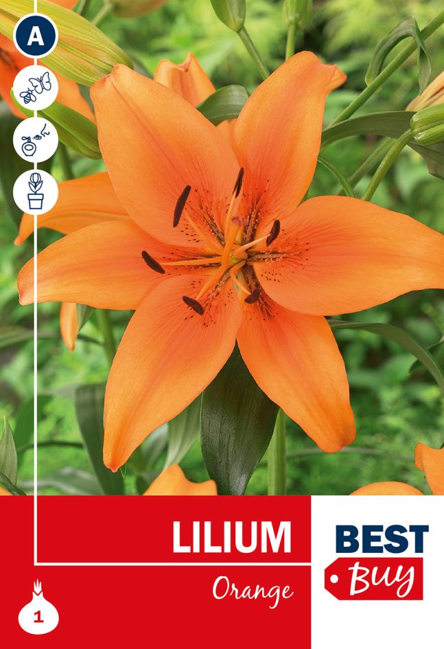 Lilium Orange