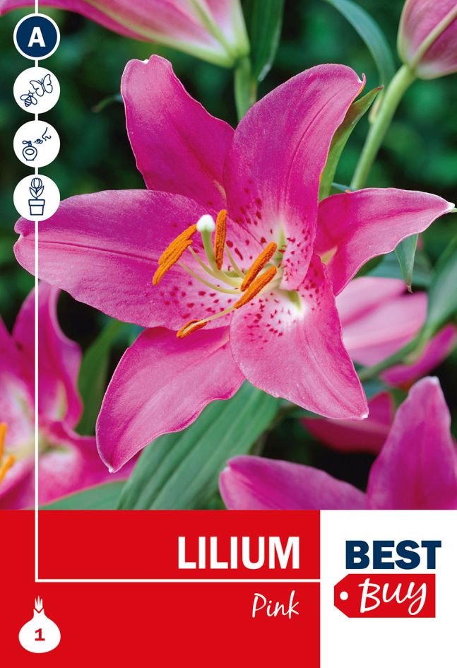 Lilium Pink