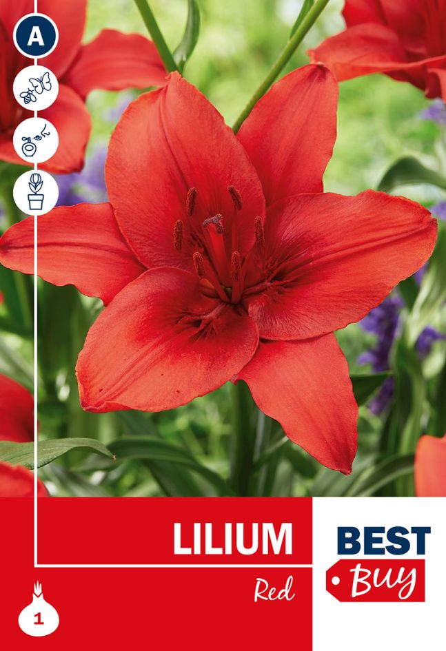 Lilium Red