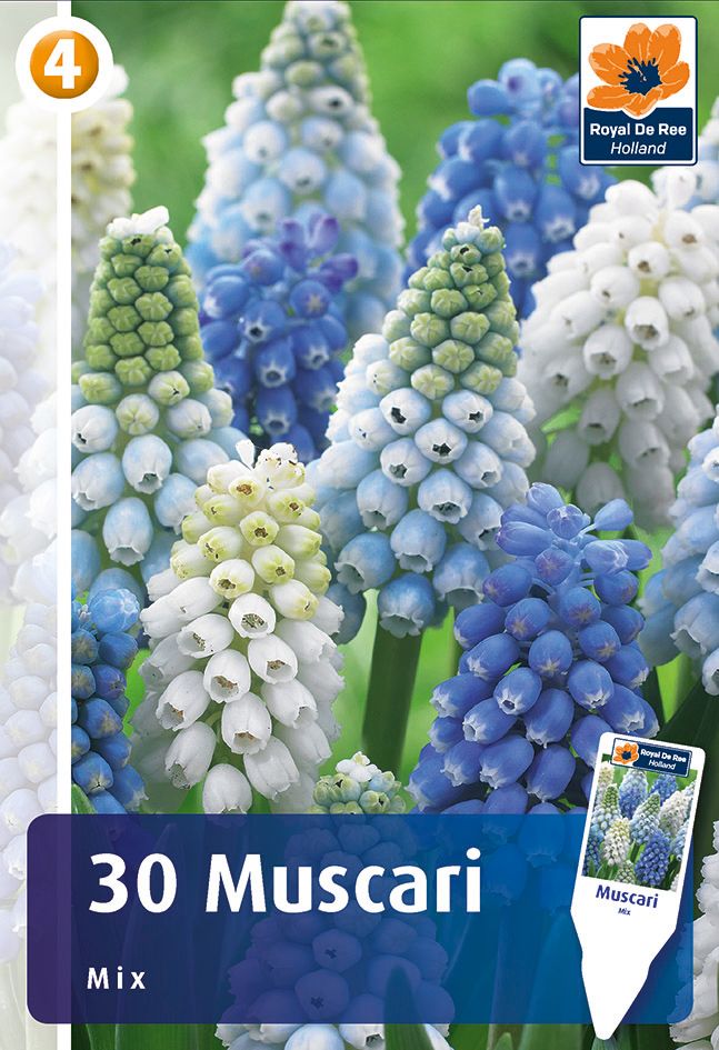 Muscari Miscuglio