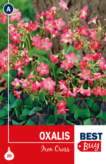 Oxalis Iron Cross