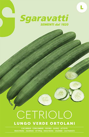 Ortolani Green Long Cucumber