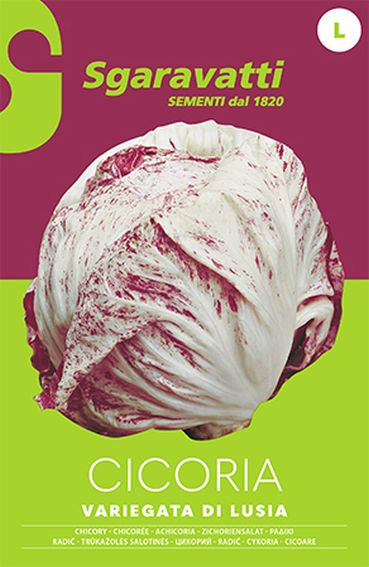 Castelfranco di Lusia Variegated Chicory