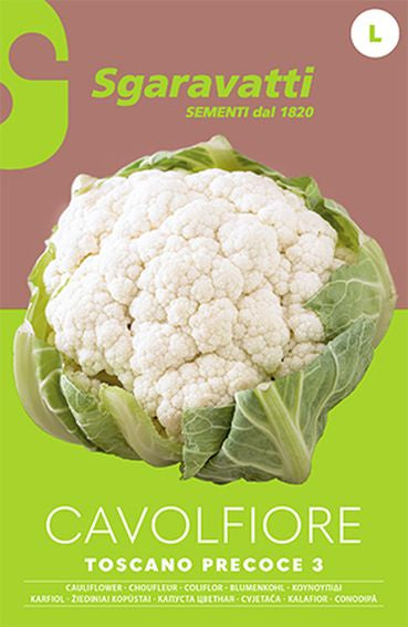 Early Tuscan 3 Cauliflower