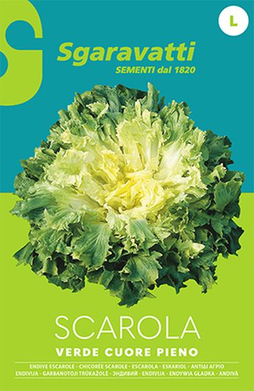 Full heart green Endive escarole