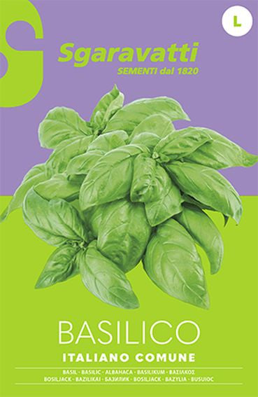 Common Italian Basil