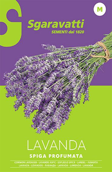 Lavanda Spiga