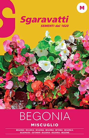 Begonia Mixture