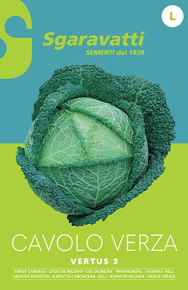 Cavolo Verza Vertus 2