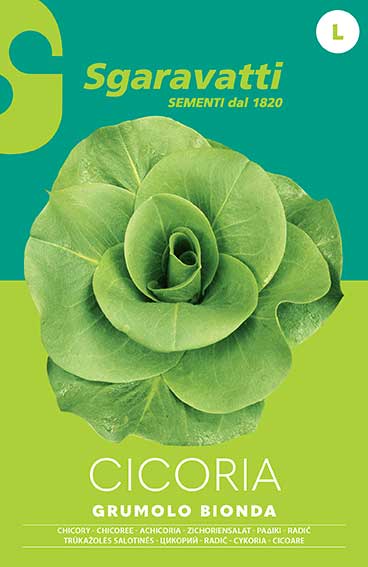 Semi Di Cicoria A Grumolo Bionda - Bustina Per Semina - Varietà Tradizionale Da Orto