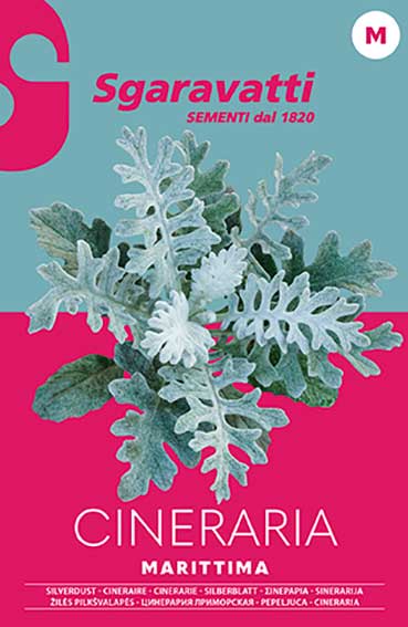 Cineraria Marittima