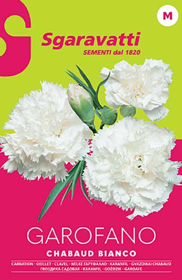 Carnation Chabaud Double White