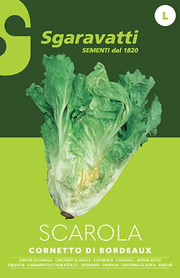 "Cornetto di Bordeaux" Endive escarole