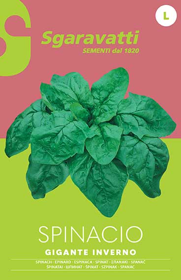 Giant Winter Spinach