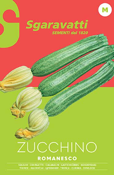 Zucchino Romanesco