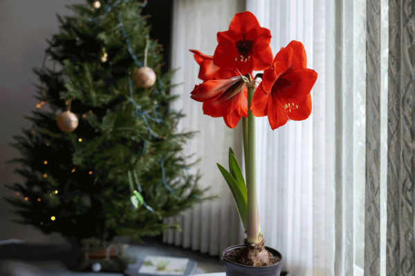 SPECIAL GIFT AMARYLLIS ROSSO