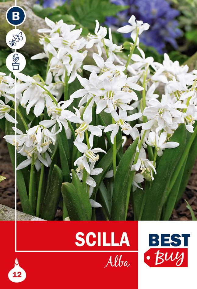 Scilla Sibirica Alba