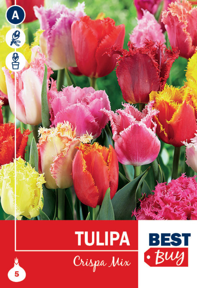 Tulipano Crispa Miscuglio