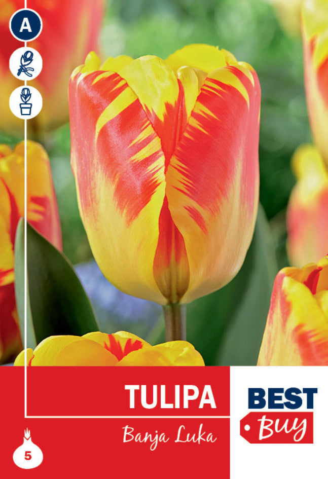 Tulipano Darwin Banja Luka