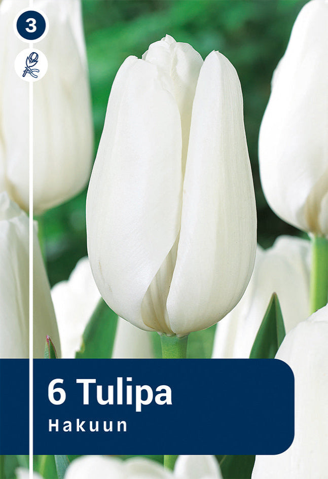 Tulipano Darwin Ibrido Hakuun