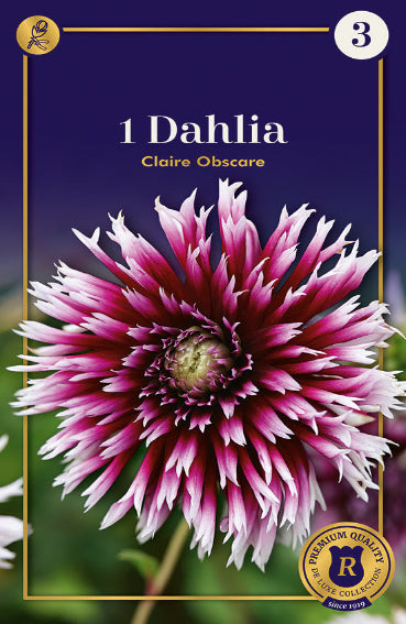 Dahlia Decasplit Alauna Claire Obscure