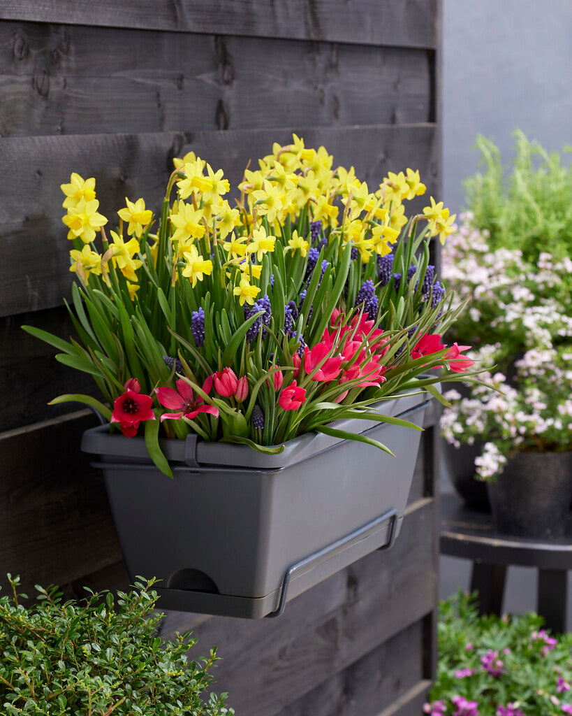 Balcony Box