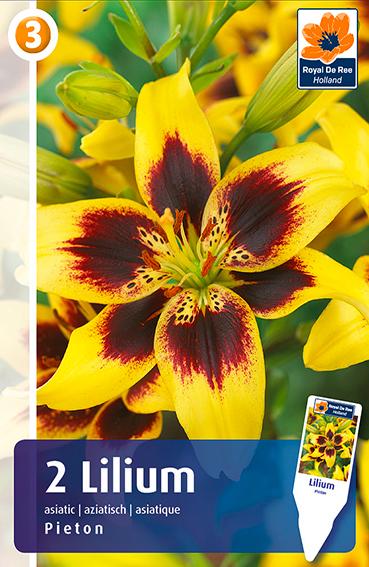 pieton asiatic lily Asiatic Lily Pieton Bulbs. Buy them online