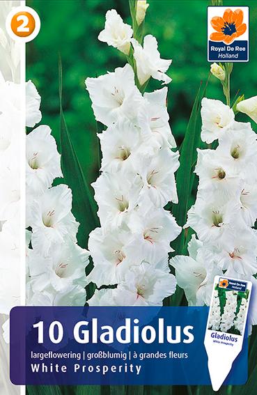 Bulbi di Gladiolo Grandiflora White Prosperity
