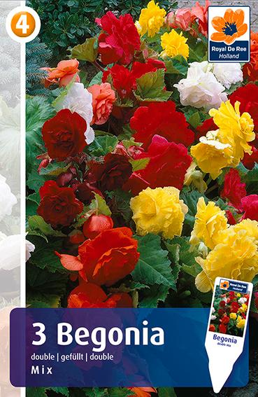 Bulbi Begonia Grandiflora 5 Pezzi - Fioritura Garantita Produttori Olandesi - Foto 7