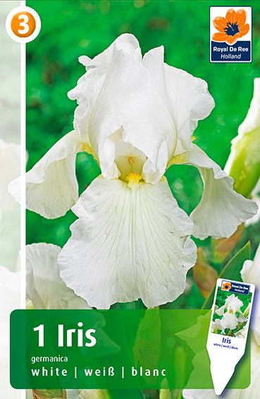 Bulbi di Iris Germanica Bianco