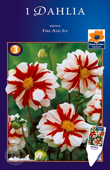 mignon dahlia seeds Dahlia Mignon Fire & Ice Bulbs. Buy them online
