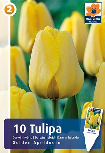 Bulbi di Tulipano Darwin Ibrido Golden Apeldoorn